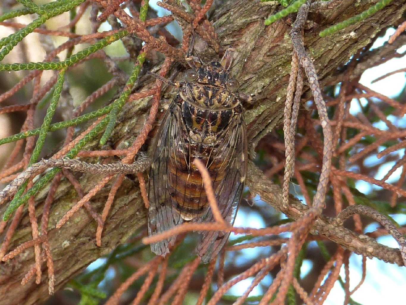 Cicada orni che canta